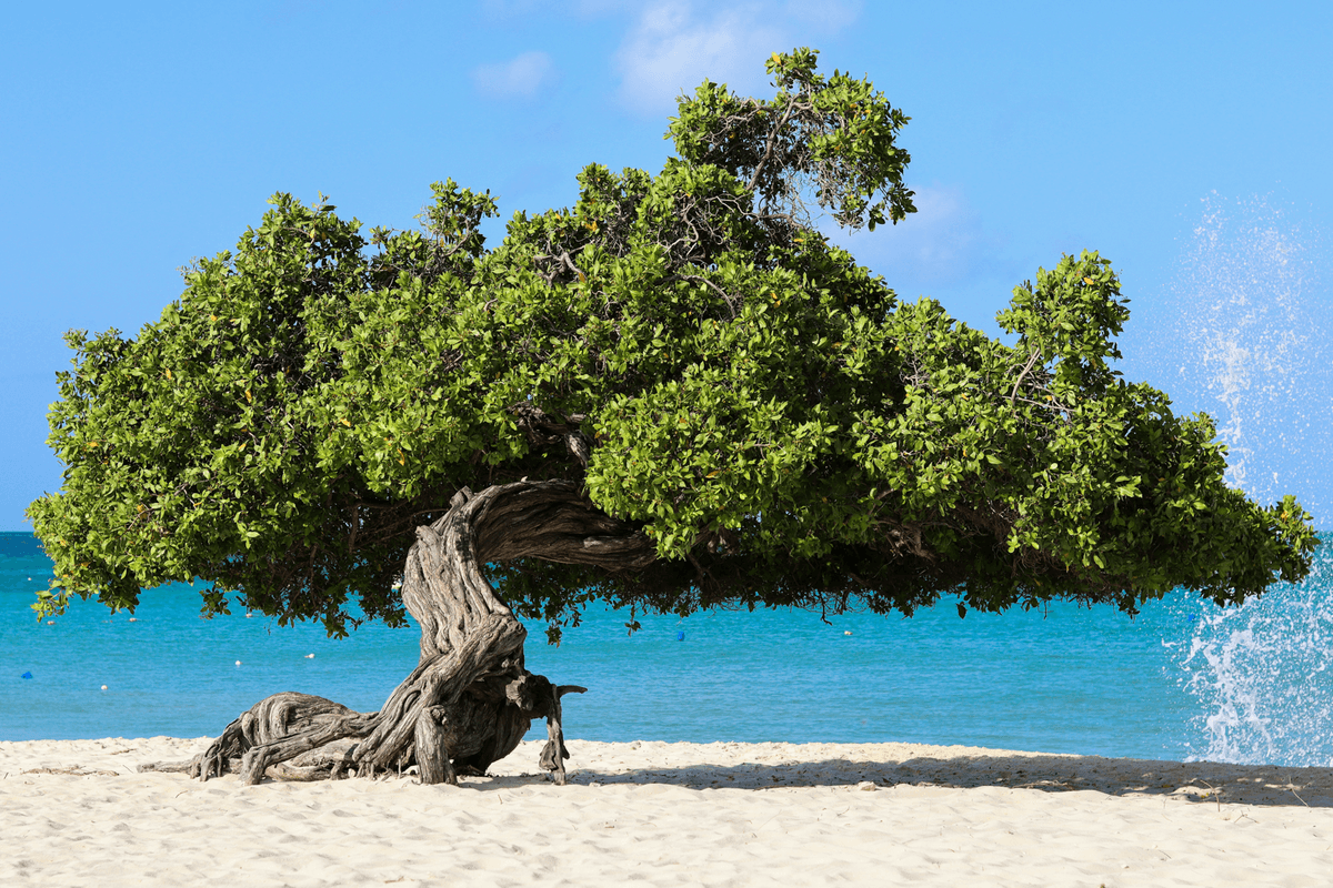 Aruba landmark